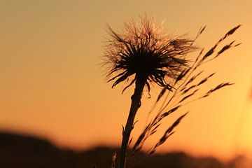 Zonsondergang en de paardenbloem