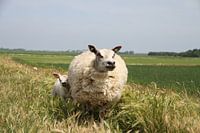 Schaap met haar lammetje op Texel