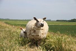 Sheep with her lamb on Texel by Rob van Amerongen