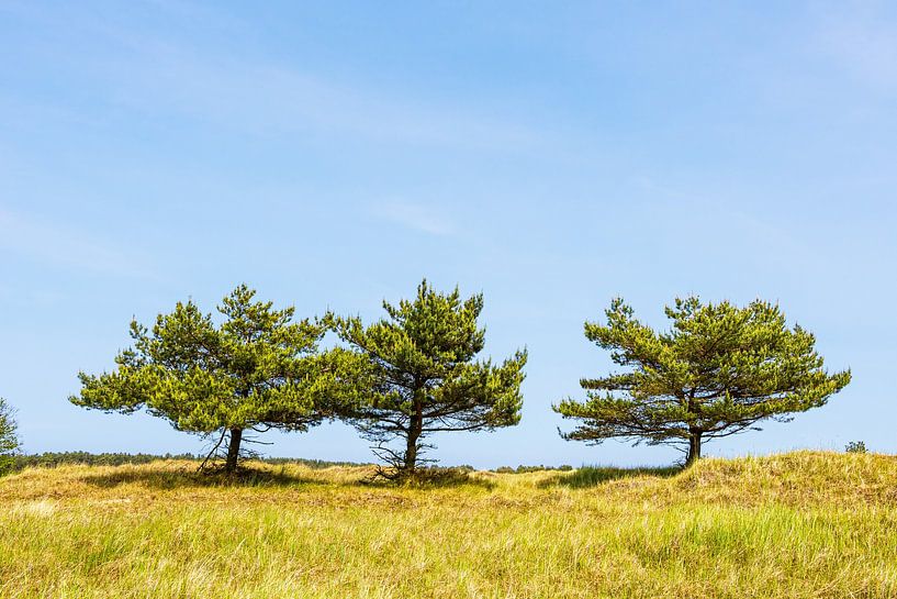 Trees in the dunes on Fischland-Darß by Rico Ködder