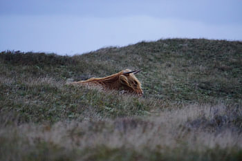 Wild cow among the hills during sunrise.