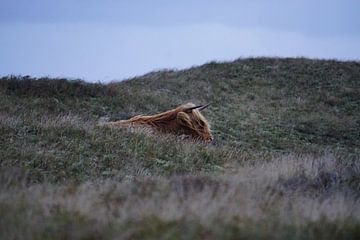 Wilde koe tussen de heuvels tijdens zonsopkomst. van Sharon Steen Redeker