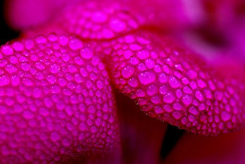 Dewdrops on a geranium in November.