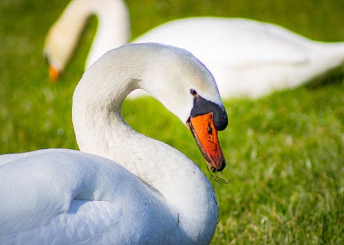 die Schwäne von Lonneke Collewijn