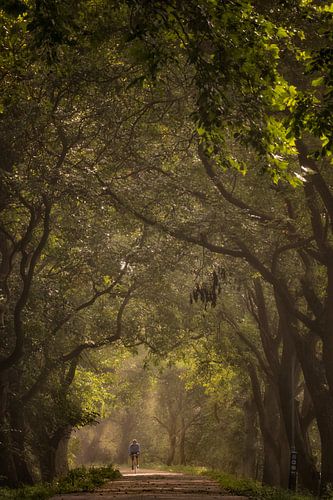 Fietser tussen de walnotenbomen in de Betuwe