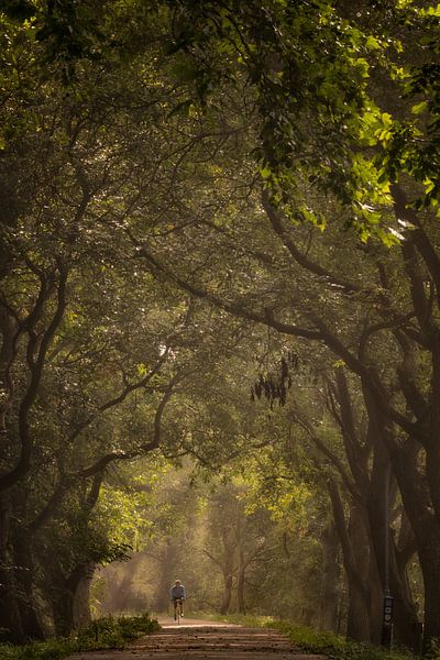 Fietser tussen de walnotenbomen in de Betuwe van Moetwil en van Dijk - Fotografie
