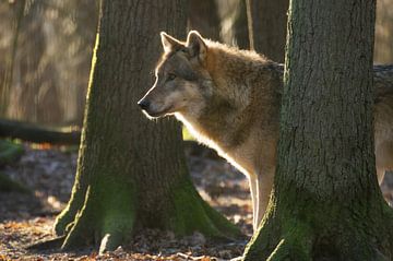 Wolf wacht van Tanja Riedel