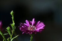 Autumn star in the sun