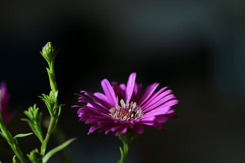 Herfstaster in de zon