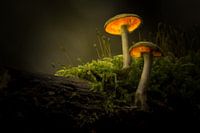 Paddenstoelen