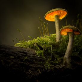 Pilze von Ron Hermans