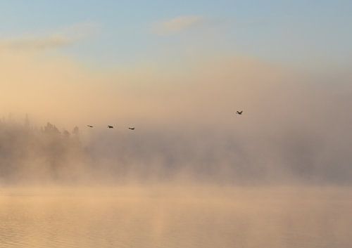 Brandganzen in de mist op een herfstmorgen