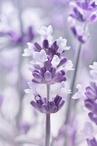Lavendel