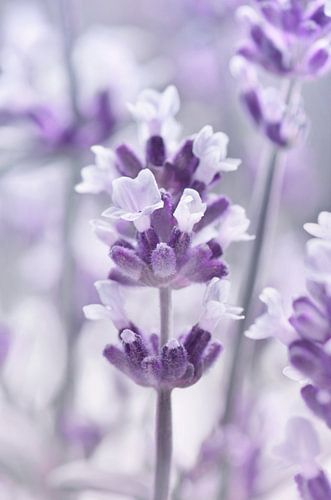Lavendel