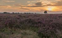 Sundown at the Heather (2)