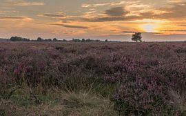 Sonnenuntergang in der Heide (2) von Ingrid Kerkhoven Fotografie