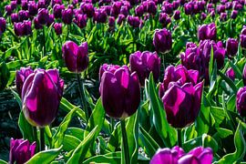 Purple Tulips by Truckpowerr