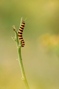 rups van de sint-jacobsvlinder (Tyria jacobaeae) van Lia Hulsbeek Brinkman