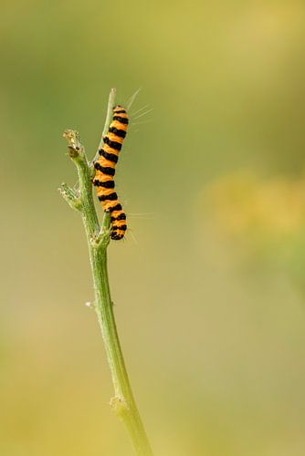 Heiliger Jacques (Tyria jacobaeae)