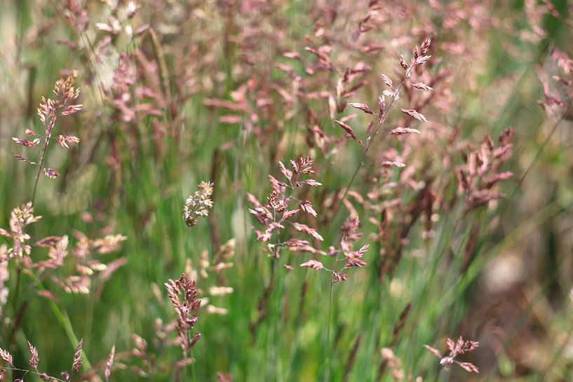 Grasses by Thomas Jäger