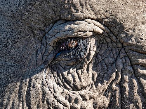Asian Elephant