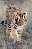 Tijger in beeld