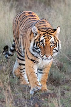 Tiger in the picture