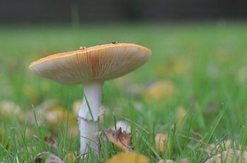 Fliegenpilz...