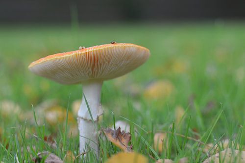 Fly agaric...