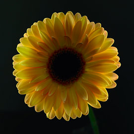 Flowers by Foto Studio RR