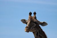 Giraffe in Maasai Mara national park