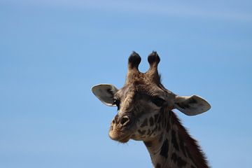 Giraf in Maasai Mara national park van Eline Sieben