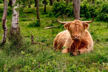 Schottische Highlander Blumenzwiebelkammer Texel von Texel360Fotografie Richard Heerschap