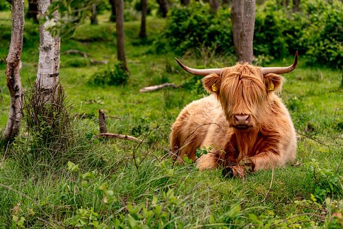 Schotse Hooglander bollenkamer Texel