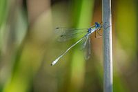 Demoiselle blindée (libellule) dans les roseaux