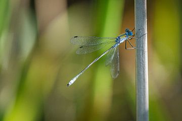 Pantserwaterjuffer (libel) in het riet van Mischa Corsius