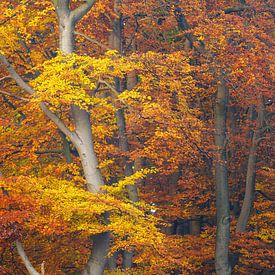 Magical autumn colors in the beech forest | Utrechtse Heuvelrug by Sjaak den Breeje