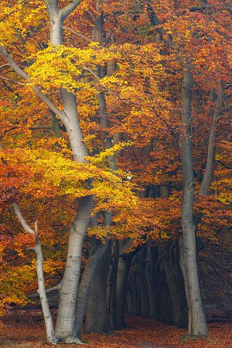 Magische herfstkleuren in het beukenbos | Utrechtse Heuvelrug