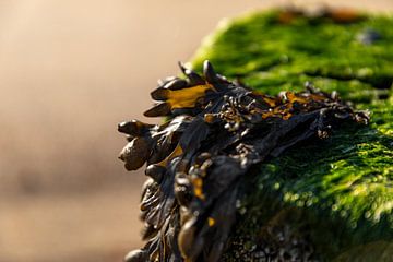 Close-up van zeewier op een strandpaal 4