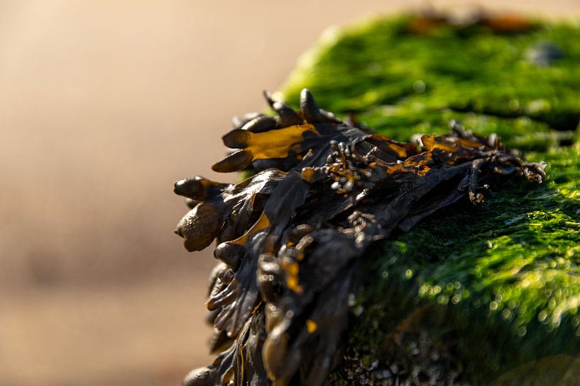 Close-up of seaweed on a beach post 4 by Percy's fotografie