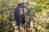Olifant | Kruger Park | Zuid Afrika