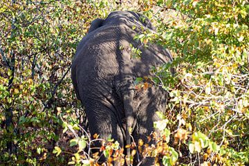 Olifant | Kruger Park | Zuid Afrika van Claudia van Kuijk