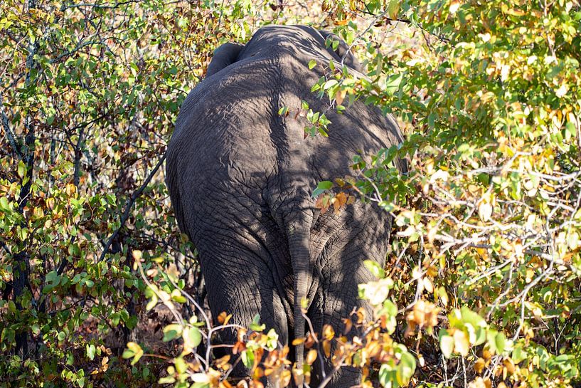 Eléphant | Parc Kruger | Afrique du Sud par Claudia van Kuijk