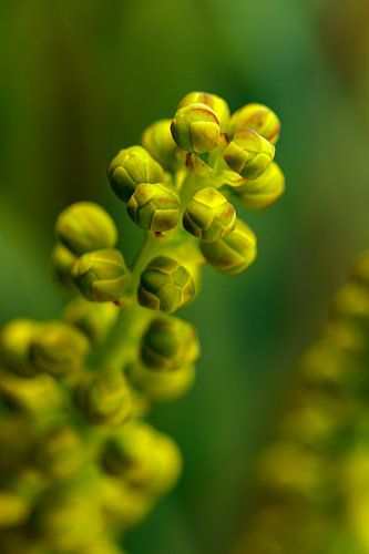 Boutons cachés en acajou sur Kim Heilema Fotografie