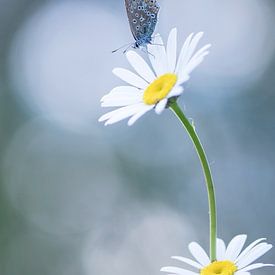 Papillon un matin d'été sur Francis Dost