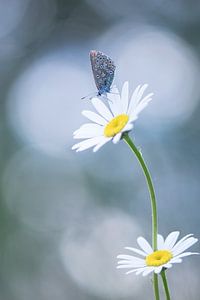 Schmetterling an einem frühen Sommermorgen