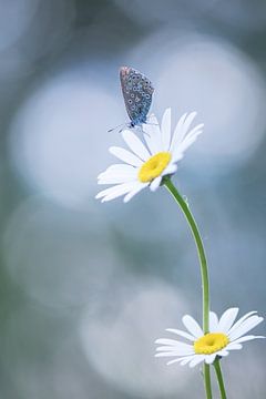 Butterfly on an early summer morning by Francis Dost