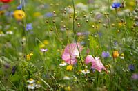 Wildflowers
