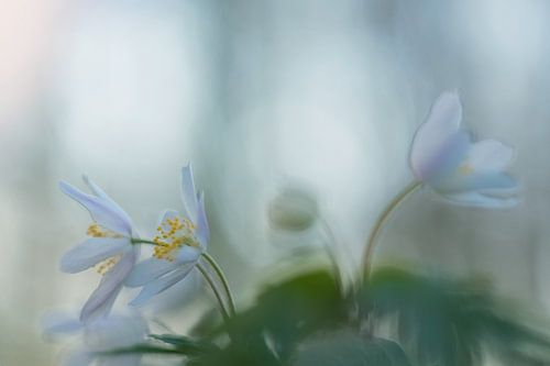 Wood anemone.