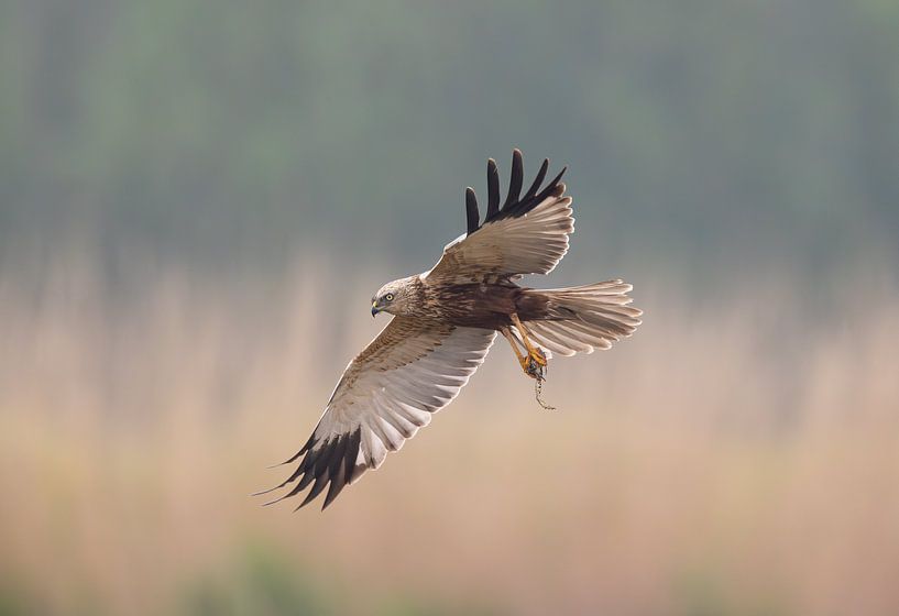 Harrier with frog in midair by Inge van den Brande